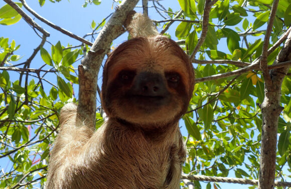 Monkey & Sloth Park Snorkel Adventure