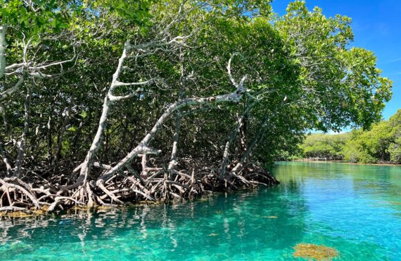 Mangrove Tunnels and Snorkel Adventure