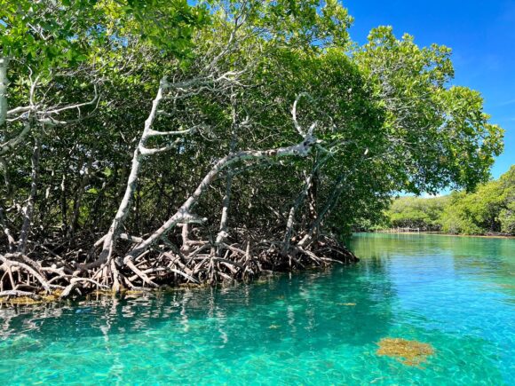 Mangrove Tunnels and Snorkel Adventure